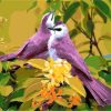 Purple Bird Paint By Numbers