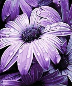 Purple Dew Paint By Numbers