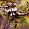 Raccoon Animals Paint By Numbers