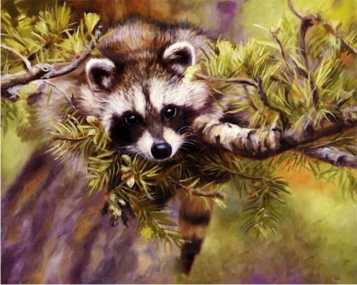 Raccoon Animals Paint By Numbers