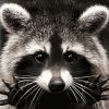 Raccoons of Rica Paint By Numbers