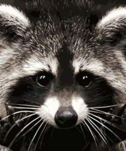 Raccoons of Rica Paint By Numbers