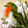 Robin Bird Paint By Numbers