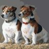 Russell Terrier Paint By Numbers