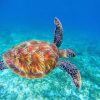 Sea Tortoise Paint By Numbers