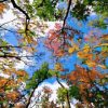 Sky of Trees Paint By Numbers