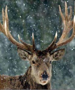 Snow Deer Paint By Numbers