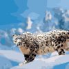 Snow Leopard Paint By Numbers