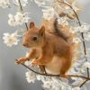 Squirrel Animals Paint By Numbers