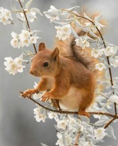 Squirrel Animals Paint By Numbers