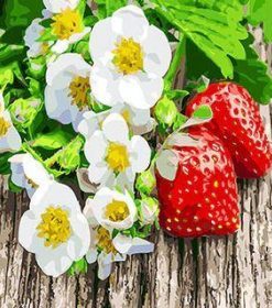 Strawberry Daisies Paint By Numbers