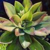 Succulents Flowers Paint By Numbers