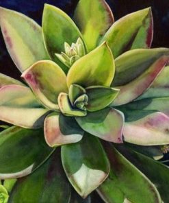 Succulents Flowers Paint By Numbers