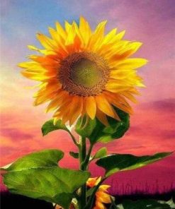 Sunflower Paint By Numbers