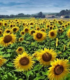 Sunflowers Field Paint By Numbers