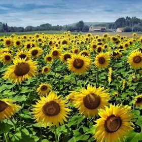 Sunflowers Field Paint By Numbers