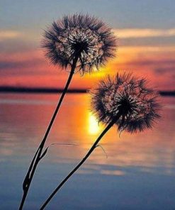 Sunset Dandelion Paint By Numbers