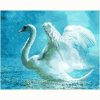 Swan in Rain Paint By Numbers