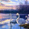 Swans in Lake Paint By Numbers