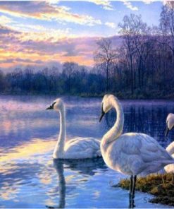 Swans in Lake Paint By Numbers