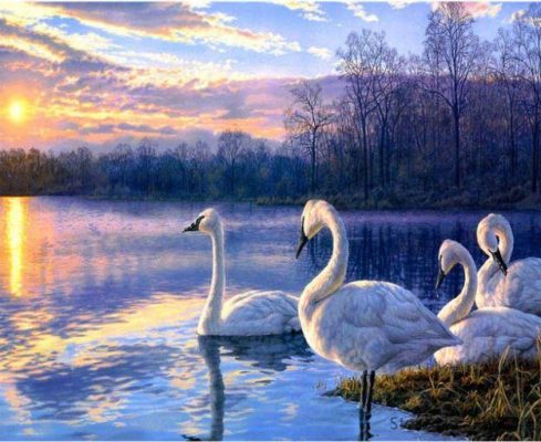 Swans in Lake Paint By Numbers