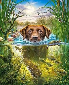 Swimming Dog Paint By Numbers