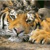 Tiger Kittens Paint By Numbers