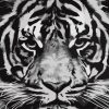 Tiger Panthera Paint By Numbers