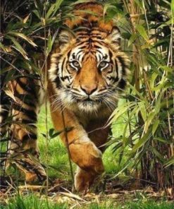 Tiger in Bush Paint By Numbers