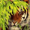 Tiger in Leaves Paint By Numbers