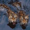 Tigers in Water Paint By Numbers