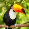 Toucan on a Branch Paint By Numbers