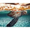 Turtle Underwater Paint By Numbers