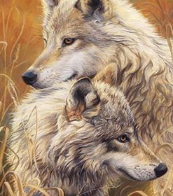 Two White Wolves Paint By Numbers