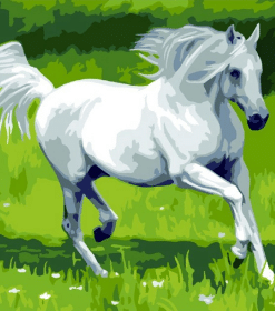 White Horse Galloping Paint By Numbers