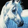 White Horse Portrait Paint By Numbers