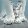 White Tiger Paint By Numbers