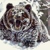 Wild Bear Paint By Numbers