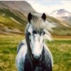 Wild Horse Paint By Numbers