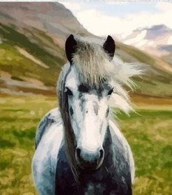 Wild Horse Paint By Numbers