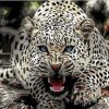 Wild Jaguar Paint By Numbers