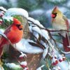 Winter Birds Paint By Numbers