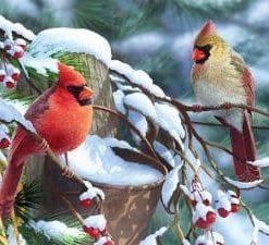 Winter Birds Paint By Numbers