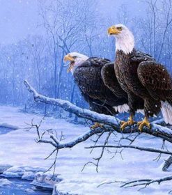 Winter Eagle Paint By Numbers