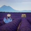 Woman in Lavender Field Paint By Numbers