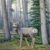 Woods Deer Paint By Numbers