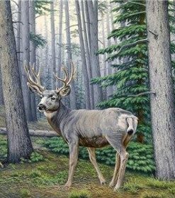 Woods Deer Paint By Numbers