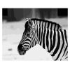 Zebra Animal Paint By Numbers