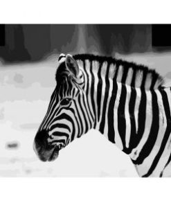 Zebra Animal Paint By Numbers