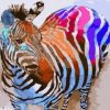 Zebra Animals Paint By Numbers